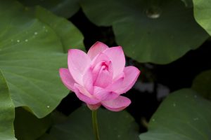 Top 15 Best Lotus365 Promo Code in 2026: Tested & Ranked